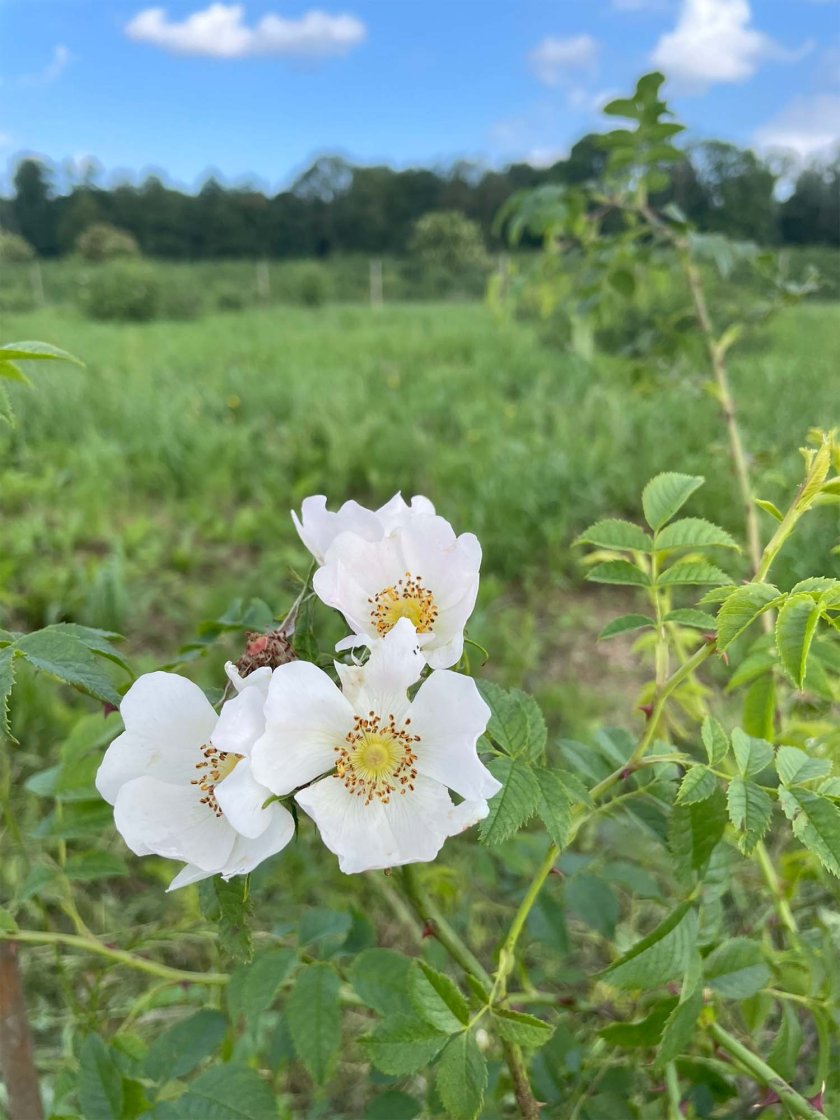 Bron: Zaad & Plantsoen, Staatsbosbeheer