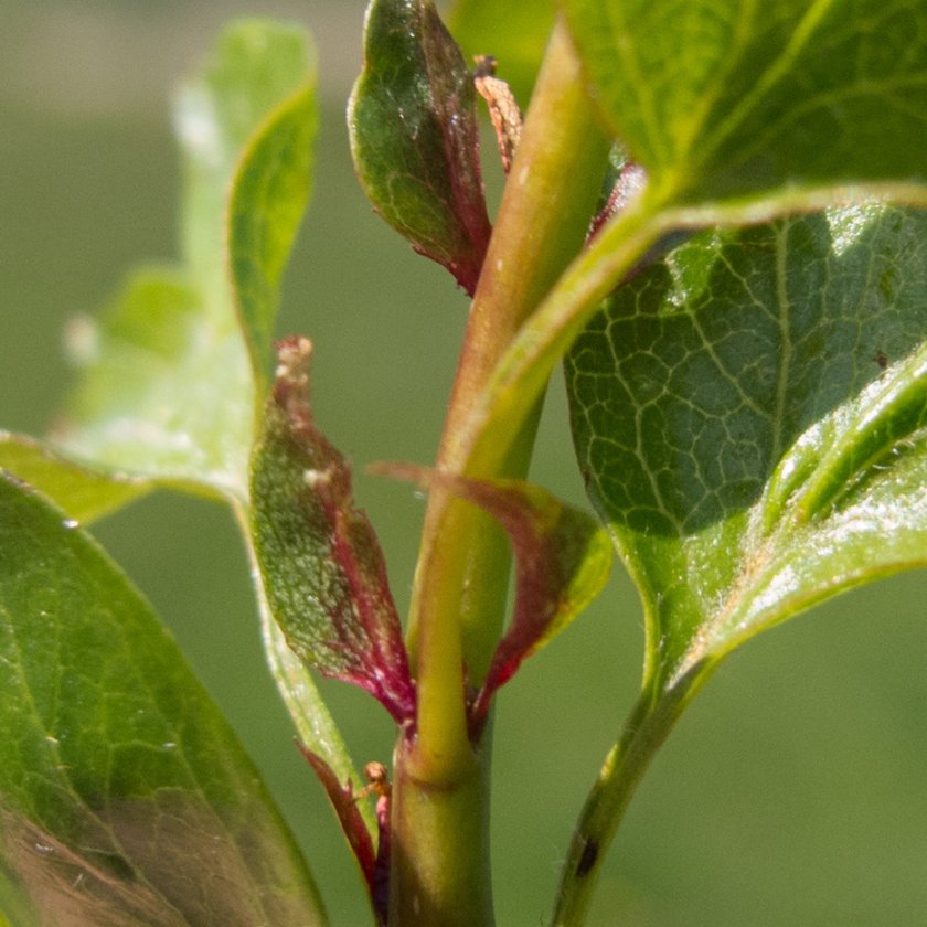 Crataegus monogyna Genenbank-3142 P. Copini.jpg