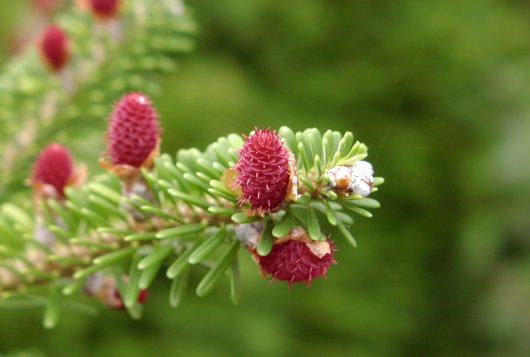 Rassenlijst Bomen