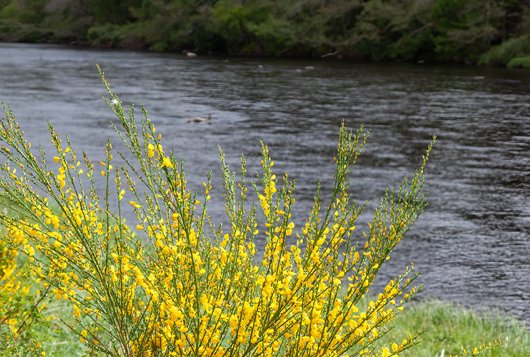 Rassenlijst Bomen Autochtone herkomst