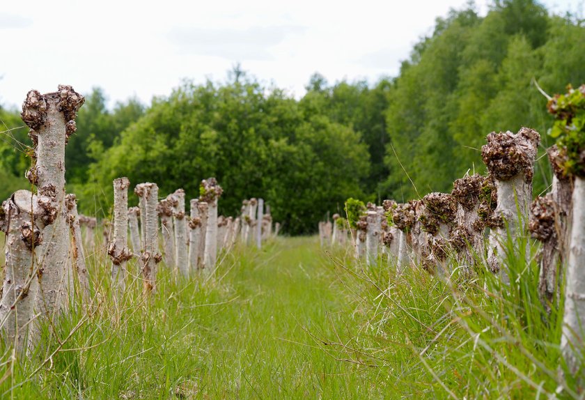 Populus Nigra