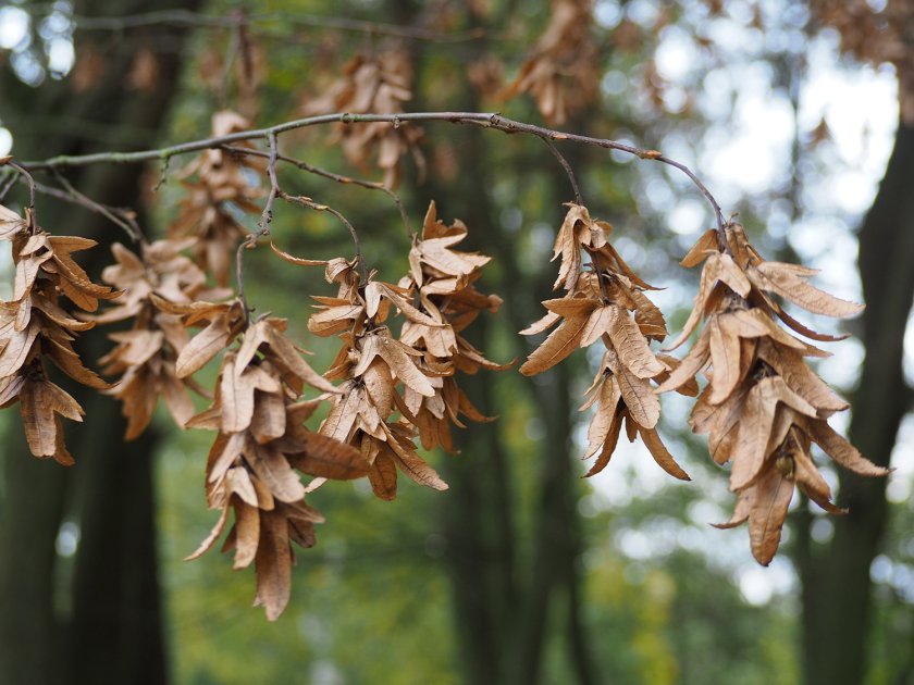 Carpinus betulus