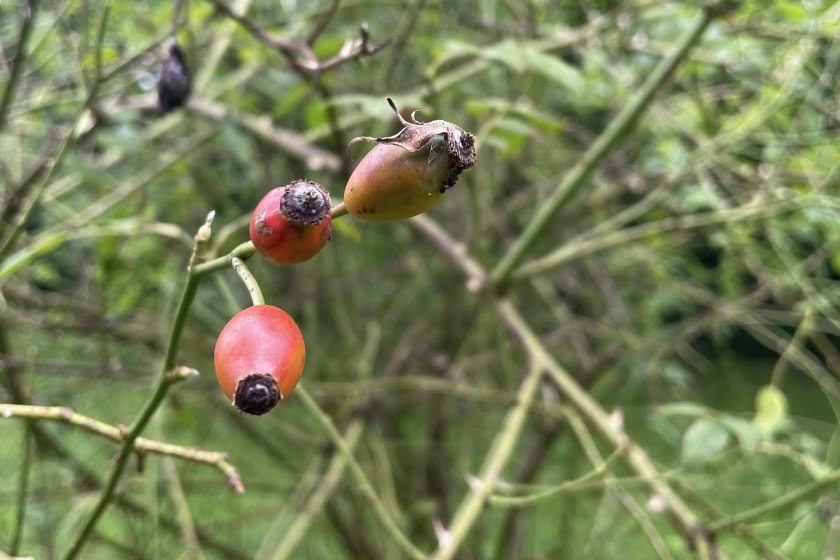 Rosa corymbifera