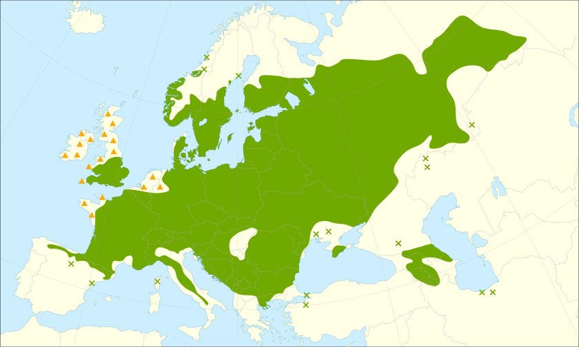 This distribution map has been developed by the European Commission Joint Research Centre (partly based on the EUFORGEN map) and released under Creative Commons Attribution 4.0 International (CC-BY 4.0)