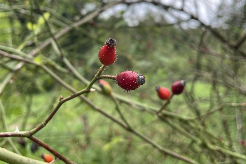 Rosa micrantha