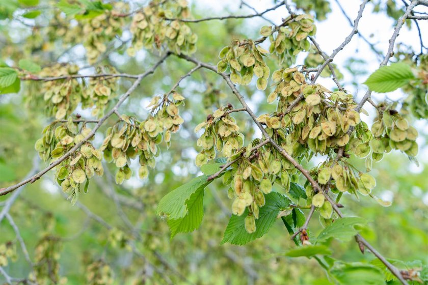 Ulmus laevis