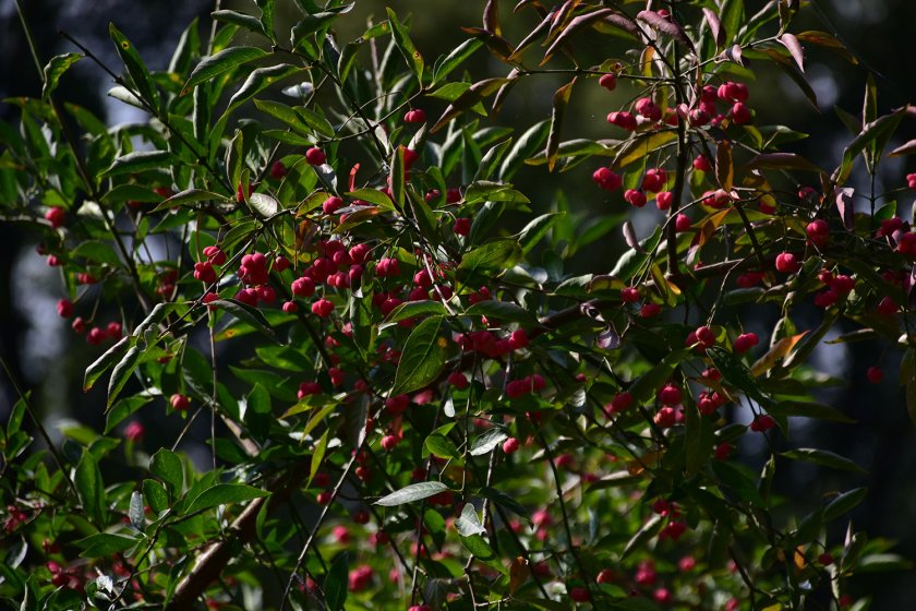 Euonymus europaeus