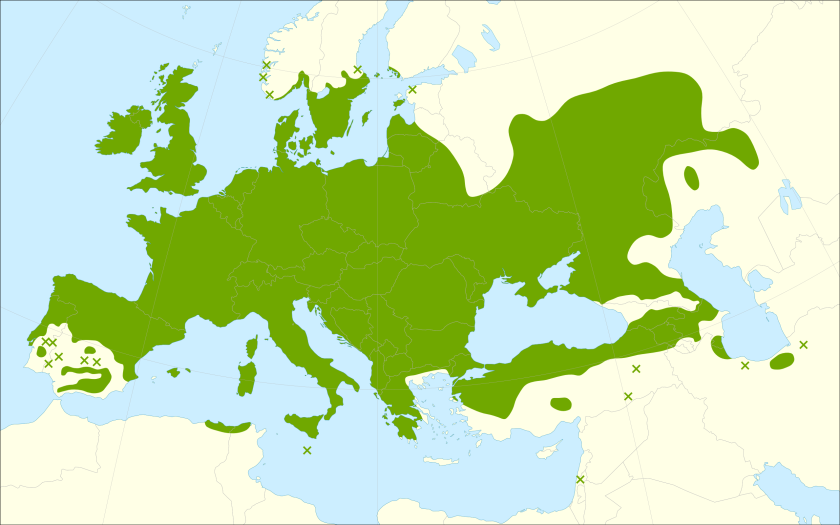 This distribution map has been developed by the European Commission Joint Research Centre (partly based on the EUFORGEN map) and released under Creative Commons Attribution 4.0 International (CC-BY 4.0)