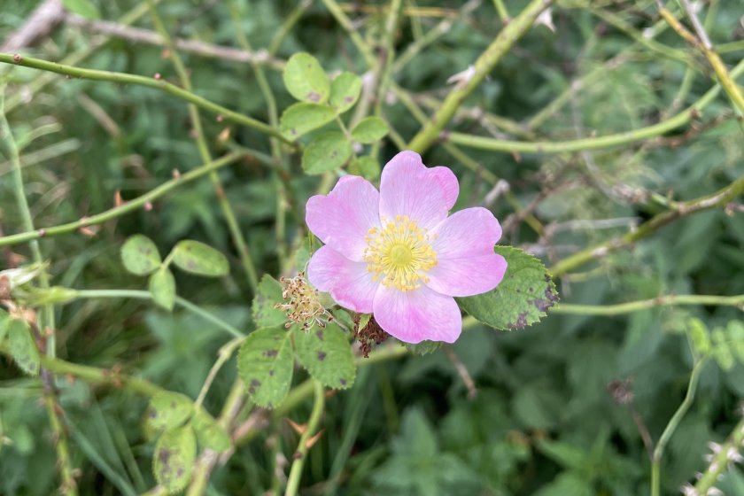 Rosa gremlii